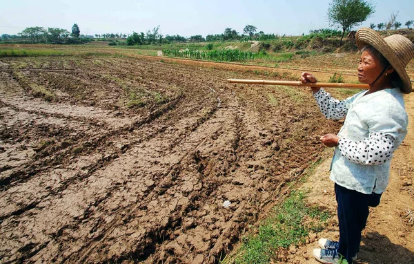 Agricultor Chinês Olha Para Seu Campo Arroz Quase Seco Durante — Fotografia de Stock