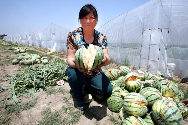 Rolnik Posiada Eksplodował Arbuz Zhenjiang Miasta Wschodniej Chinas Prowincji Jiangsu — Zdjęcie stockowe