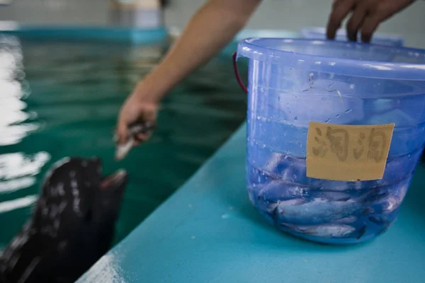 Dolphin Breeder Feeds Dohlpin Hydrobiology Museum Wuhan Institute Wuhan City — Stock Photo, Image