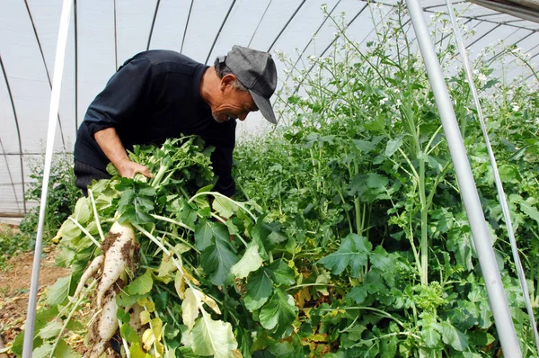 2011年4月24日 中国安徽省合肥市一个蔬菜大棚里 一位中国农民在蔬菜大棚里收获萝卜 — 图库照片