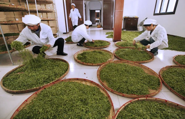 Arbeiter Trocknen Teeblätter Auf Einer Teeplantage Der Stadt Zhoushan Der — Stockfoto