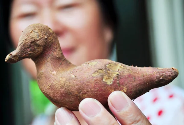 Chinese Resident Tan Toont Een Zoete Aardappel Vorm Van Een — Stockfoto