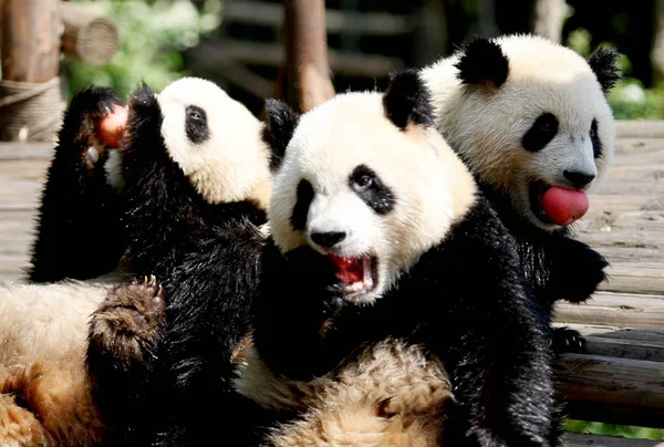 Three Pandas Eat Apples Rest Chengdu Panda Base Chengdu City — Stock Photo, Image