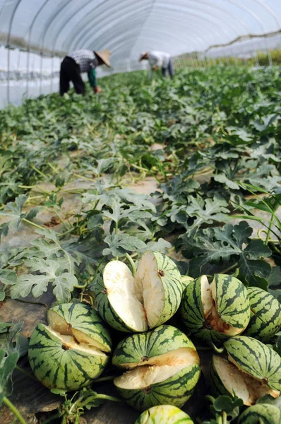 Jordbrukare Samla Vattenmelon Gård Zhenjiang City East Chinas Jiangsu Provinsen — Stockfoto