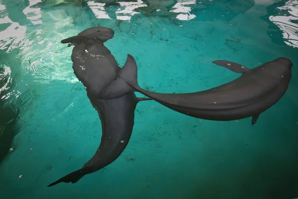 Zwei Delfine Schwimmen Wasser Einem Hydrobiologischen Museum Des Wuhan Instituts — Stockfoto