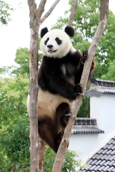A panda balances in the fork of a tree at an ecological park in Xiuning, east Chinas Anhui province, 13 June 2011