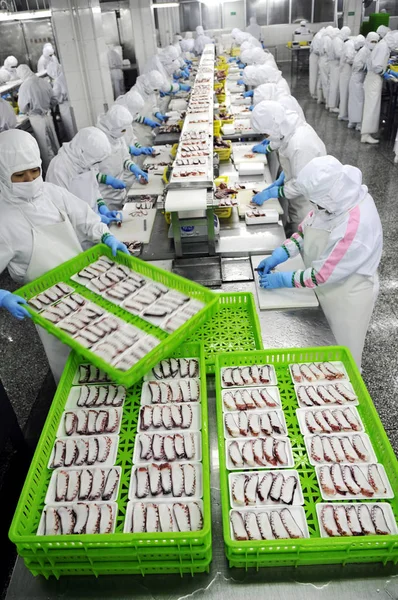 Arbeiter Verarbeiten Gefrorene Tintenfische Für Den Export Nach Japan Der — Stockfoto