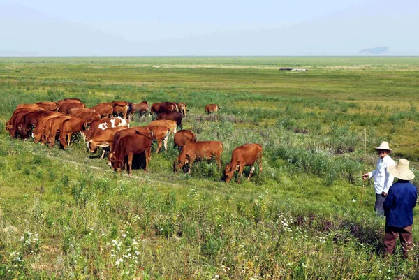 Los Agricultores Chinos Pastorean Ganado Lecho Una Zona Seca Del — Foto de Stock