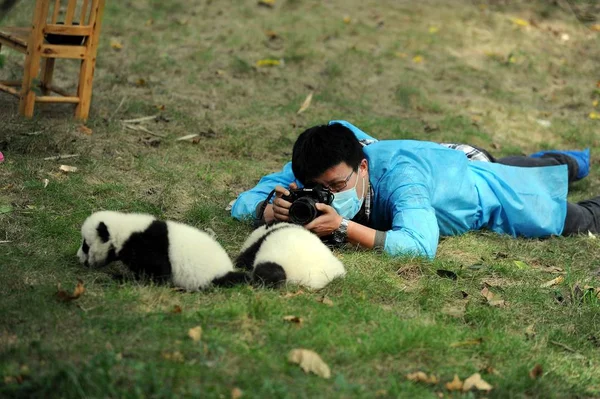 Los Cachorros Panda Yacen Sobre Hierba Disfrutando Del Sol Base — Foto de Stock