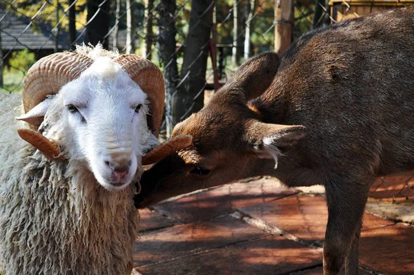 Sheep Long Hair Contacts Closely Deer Chunzi Yunnan Wild Animal — Stock Photo, Image