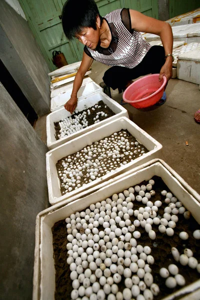 Fazendeiro Verifica Ovos Cobra Que Estão Sendo Chocados Uma Fazenda — Fotografia de Stock