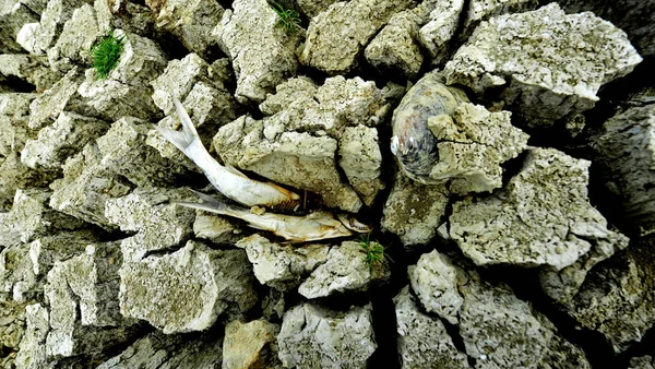 Ölü Balık Aoxi Kasabasında Bir Kuraklık Sırasında Kurutulmuş Rezervuar Çıplak — Stok fotoğraf