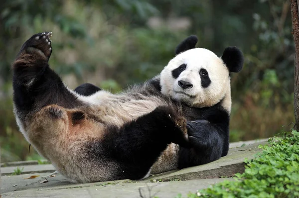 Panda Pandiculation: How This Buffet Changed My Life For Good