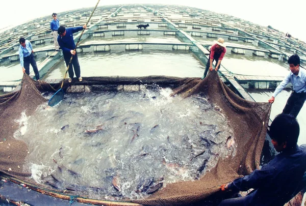 ファイル 中国の農民は 2009年8月28日 中国浙江省東部の養殖場で魚を網で釣る — ストック写真
