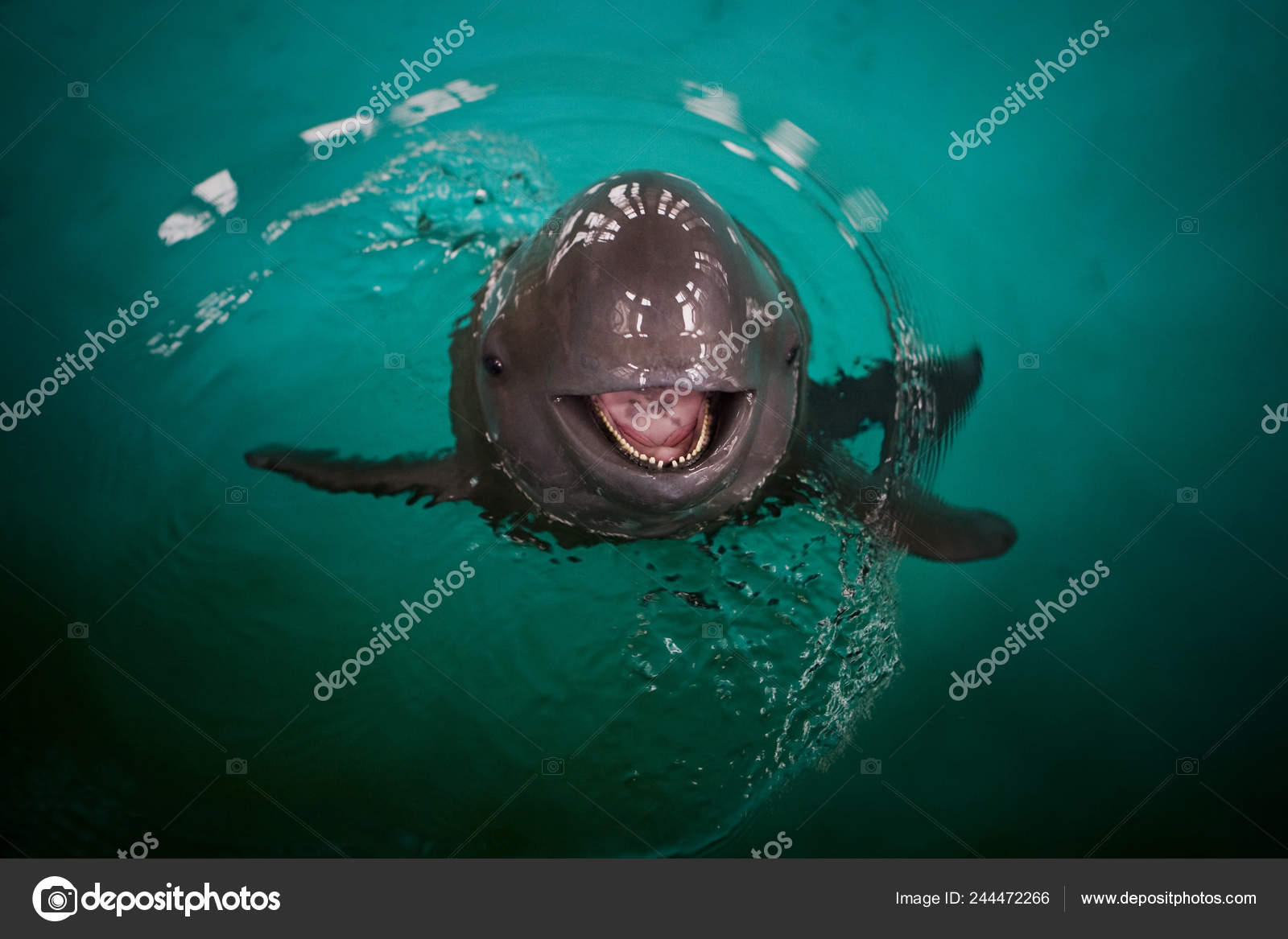 Дельфин Плавает Воде Музее Гидробиологии Уханского Института.