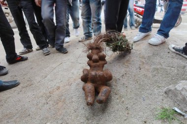 People look at a human shaped fleece flower root, also known as ho shou wu or fo-ti in Chinese, in Anshun, southwest Chinas Guizhou province, 2 November 2011 clipart