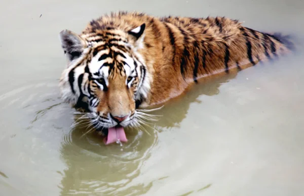 Сибирский Тигр Купается Воде Остыть Парке Хулиньюань Жары Хуаншане Провинция — стоковое фото