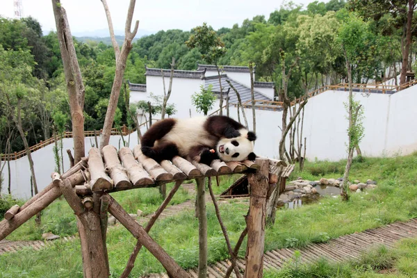 Panda Joue Après Des Jours Fortes Pluies Dans Parc Écologique — Photo