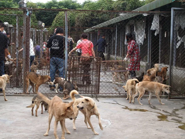 2011年10月16日 中国西南部四川省成都市一个临时营地 动物活动家放养狗 — 图库照片
