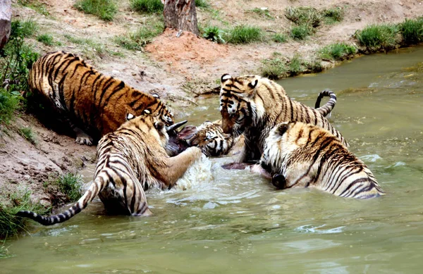 Cinco Tigres Siberianos Rasgam Seus Alimentos Enquanto Esfriam Água Parque — Fotografia de Stock