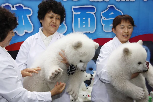 Pracovníci Drží Holubí Pár Ledních Medvědů Během Tiskové Konference Dalian — Stock fotografie