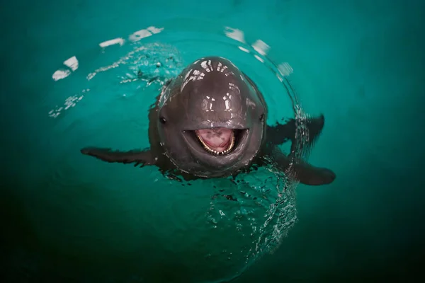 Ein Delfin Schwimmt Wasser Einem Hydrobiologischen Museum Des Wuhan Instituts — Stockfoto