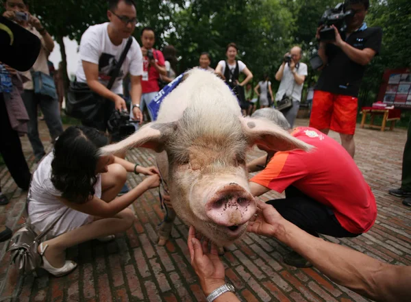 Cerdo Heroico Que Sobrevivió Terremoto 2008 Provincia Chinas Sichuan Representa —  Fotos de Stock