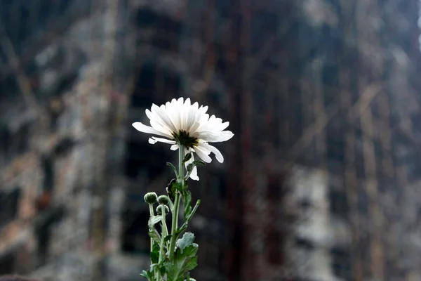 2011年11月15日 中国上海市静安区胶州路公寓大楼失火一周年之际 一朵鲜花高举着 悼念死者 — 图库照片