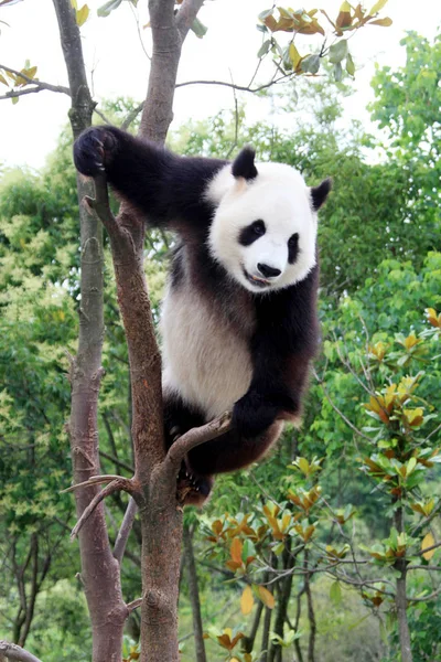 A panda climbs a tree at an ecological park for giant pandas in Xiuning county, east Chinas Anhui province, 13 June 2011