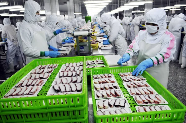 Los Trabajadores Procesan Pulpos Congelados Para Ser Exportados Japón Fábrica — Foto de Stock