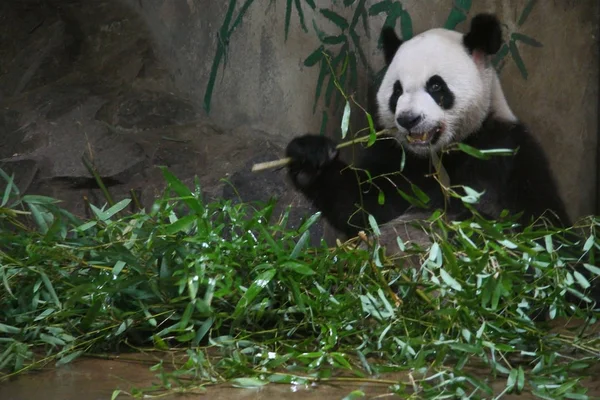 2011年8月26日 中国浙江省東部杭州市の杭州動物園で パンダがタケノコを噛む — ストック写真