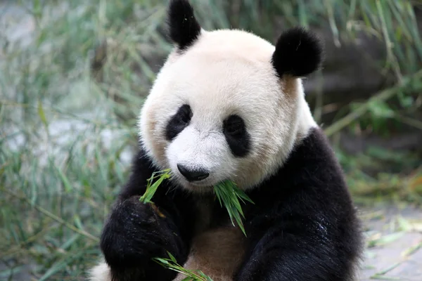 Egy Óriás Panda Eszik Bambusz Shanghai Pusztaság Állat Park Ban — Stock Fotó