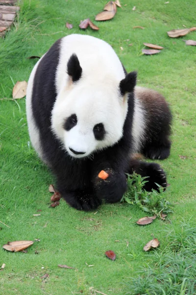 Bir Panda Dev Pandalar Için Ekolojik Bir Park Ağır Yağmur — Stok fotoğraf