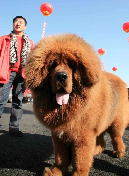 Mastiff Tibétain Est Photographié Lors Spectacle Mastiff Dans Ville Shenyang — Photo