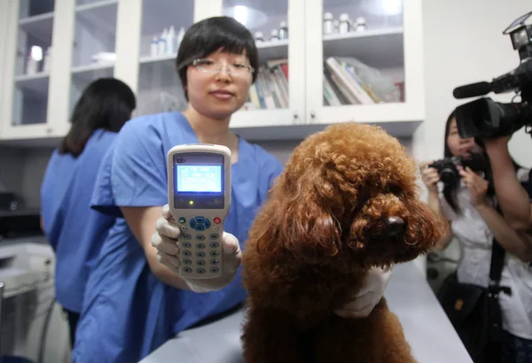 Médico Informações Microchip Inserido Sob Uma Pele Cães Guangzhou Sul — Fotografia de Stock