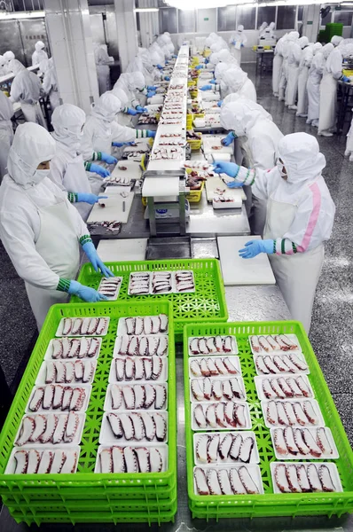 Arbeiter Verarbeiten Gefrorene Tintenfische Für Den Export Nach Japan Der — Stockfoto