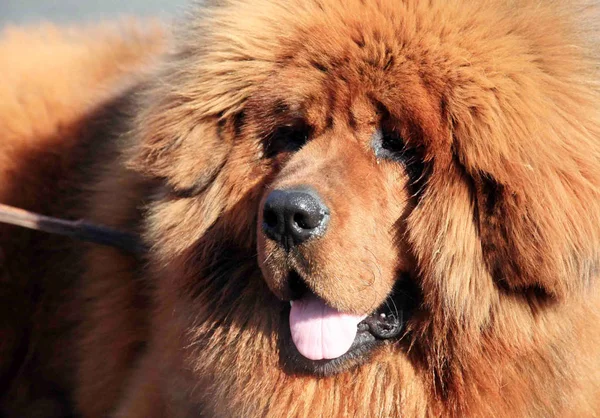 Mastino Tibetano Raffigurato Durante Uno Spettacolo Mastini Nella Città Shenyang — Foto Stock