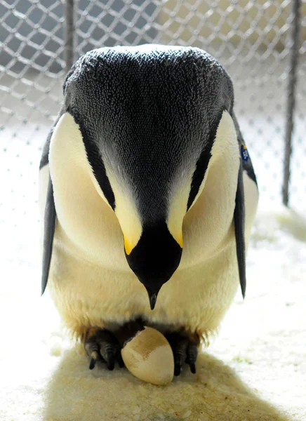 Uma Mãe Imperador Pinguim Eclode Seu Ovo Cuja Concha Foi — Fotografia de Stock