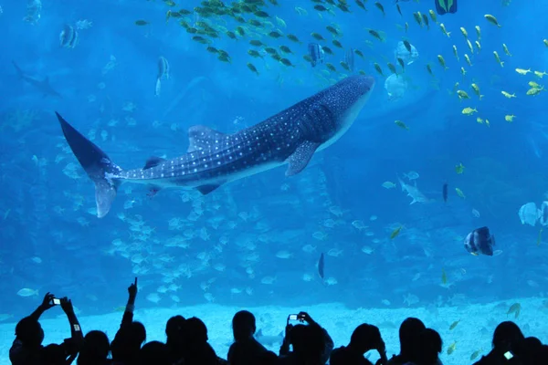 2011年9月23日 在中国东部山东省烟台市的烟台海昌鲸鲨水族馆 游客们在水里游泳 — 图库照片