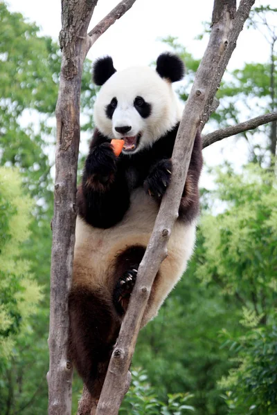 File Panda Géant Mange Carotte Sur Arbre Parc Écologique Giant — Photo