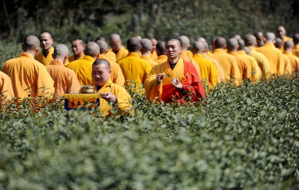 Chińscy Mnisi Akademii Buddyjskiej Hangzhou Wybrać Fajing Herbaty Zen Ogrodzie — Zdjęcie stockowe