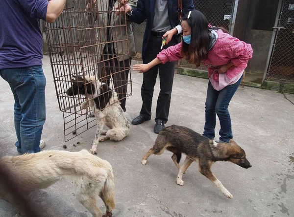 Activistas Animales Liberan Perros Campamento Temporal Chengdu Provincia Chinas Sichuan — Foto de Stock