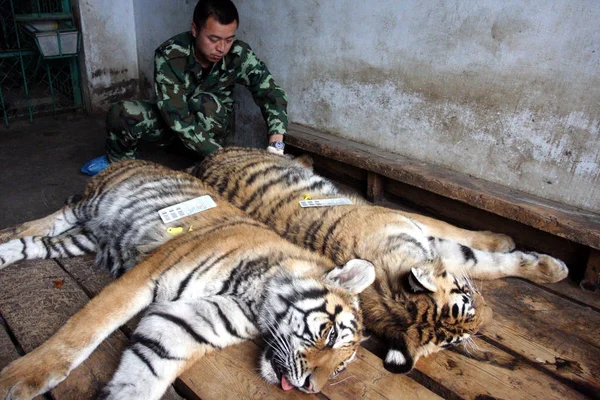 Veterinario Implanta Microchips Tigres Siberianos Chinos Parque Del Tigre Siberia —  Fotos de Stock