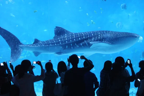 Les Visiteurs Observent Requin Baleine Nager Dans Eau Aquarium Requins — Photo
