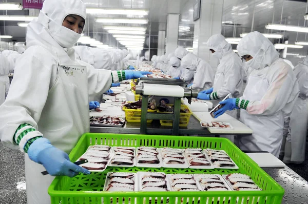 Los Trabajadores Procesan Pulpos Congelados Para Ser Exportados Japón Fábrica — Foto de Stock