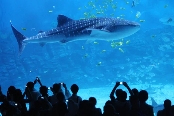 Besucher Beobachten Einen Wasser Schwimmenden Walhai Yantai Haichang Walhai Aquarium — Stockfoto
