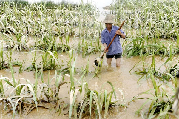 Agricultor Coleta Resíduos Água Fazenda China 2010 — Fotografia de Stock