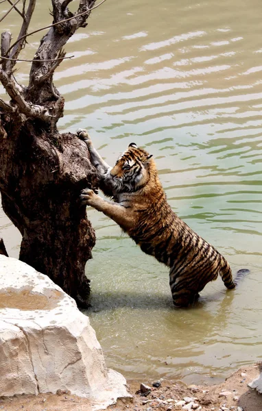 Tigre Siberiano Brinca Com Tronco Árvore Enquanto Esfria Água Parque — Fotografia de Stock