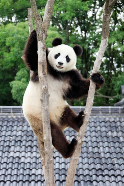A panda balances in the fork of a tree at an ecological park in Xiuning, east Chinas Anhui province, 13 June 2011