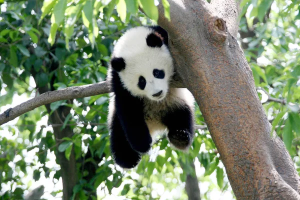 Panda Spoczywa Gałęzi Drzewa Cieniu Drzew Chengdu Panda Base Chengdu — Zdjęcie stockowe